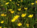 Buttercup goldilocks in a field